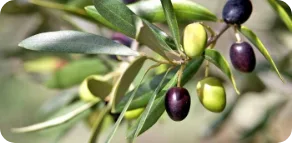 olive-tree-project