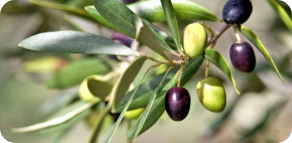 upcomingActivities__swiper